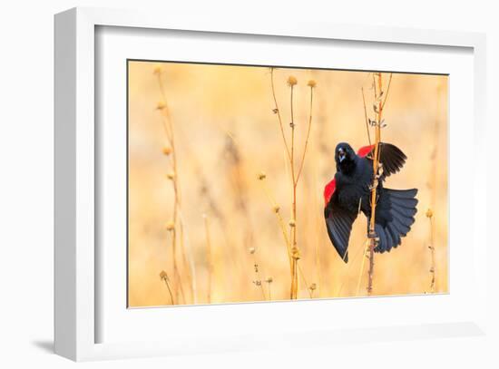 Red Winged Blackbird-Jason Savage-Framed Giclee Print