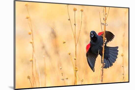 Red Winged Blackbird-Jason Savage-Mounted Giclee Print