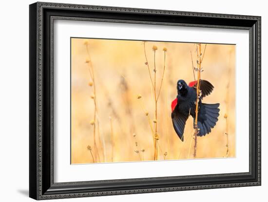 Red Winged Blackbird-Jason Savage-Framed Giclee Print