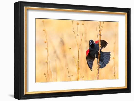 Red Winged Blackbird-Jason Savage-Framed Giclee Print