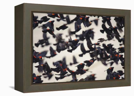Red-Winged Blackbirds (Agelaius Phoeniceus) in Flight-Gerrit Vyn-Framed Premier Image Canvas