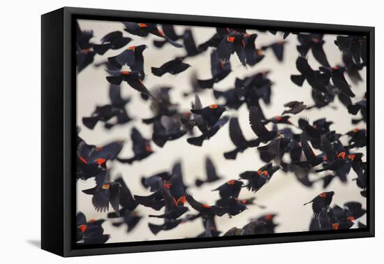 Red-Winged Blackbirds (Agelaius Phoeniceus) in Flight-Gerrit Vyn-Framed Premier Image Canvas