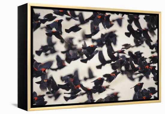 Red-Winged Blackbirds (Agelaius Phoeniceus) in Flight-Gerrit Vyn-Framed Premier Image Canvas