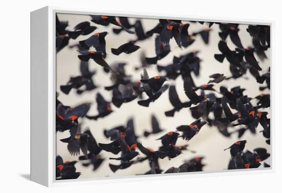 Red-Winged Blackbirds (Agelaius Phoeniceus) in Flight-Gerrit Vyn-Framed Premier Image Canvas