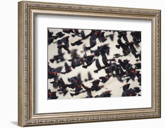 Red-Winged Blackbirds (Agelaius Phoeniceus) in Flight-Gerrit Vyn-Framed Photographic Print