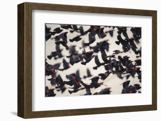 Red-Winged Blackbirds (Agelaius Phoeniceus) in Flight-Gerrit Vyn-Framed Photographic Print