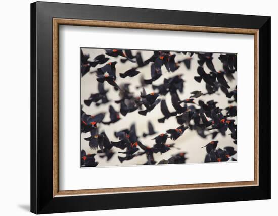 Red-Winged Blackbirds (Agelaius Phoeniceus) in Flight-Gerrit Vyn-Framed Photographic Print