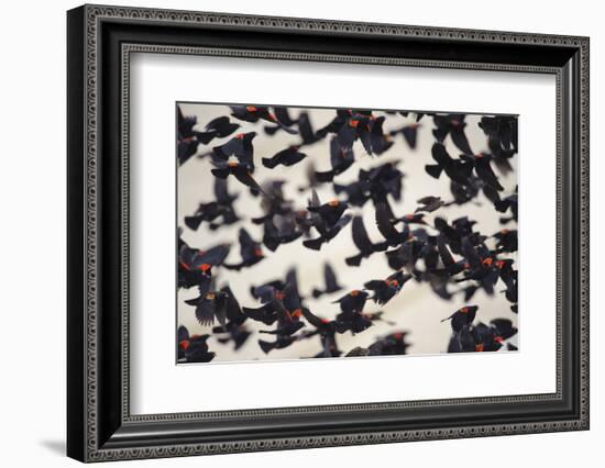 Red-Winged Blackbirds (Agelaius Phoeniceus) in Flight-Gerrit Vyn-Framed Photographic Print