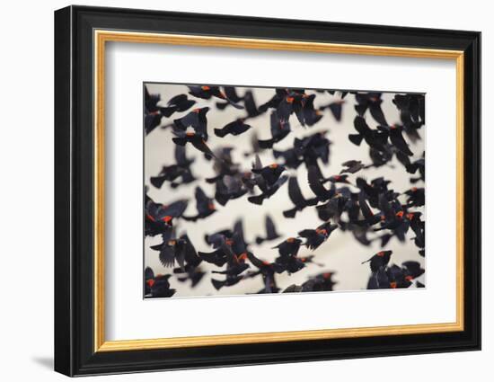 Red-Winged Blackbirds (Agelaius Phoeniceus) in Flight-Gerrit Vyn-Framed Photographic Print