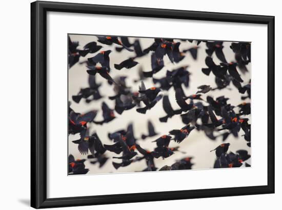 Red-Winged Blackbirds (Agelaius Phoeniceus) in Flight-Gerrit Vyn-Framed Photographic Print