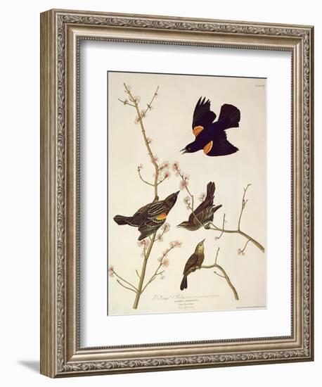 Red-Winged Starling, from 'Birds of America', Engraved by Robert Havell (1793-1878) Published 1820-John James Audubon-Framed Giclee Print