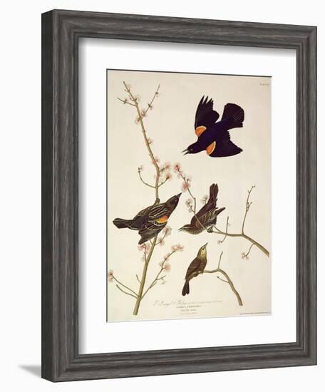 Red-Winged Starling, from 'Birds of America', Engraved by Robert Havell (1793-1878) Published 1820-John James Audubon-Framed Giclee Print