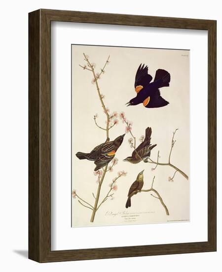 Red-Winged Starling, from 'Birds of America', Engraved by Robert Havell (1793-1878) Published 1820-John James Audubon-Framed Giclee Print