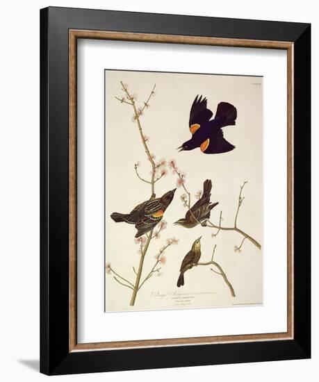 Red-Winged Starling, from 'Birds of America', Engraved by Robert Havell (1793-1878) Published 1820-John James Audubon-Framed Giclee Print