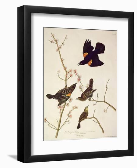 Red-Winged Starling, from 'Birds of America', Engraved by Robert Havell (1793-1878) Published 1820-John James Audubon-Framed Giclee Print