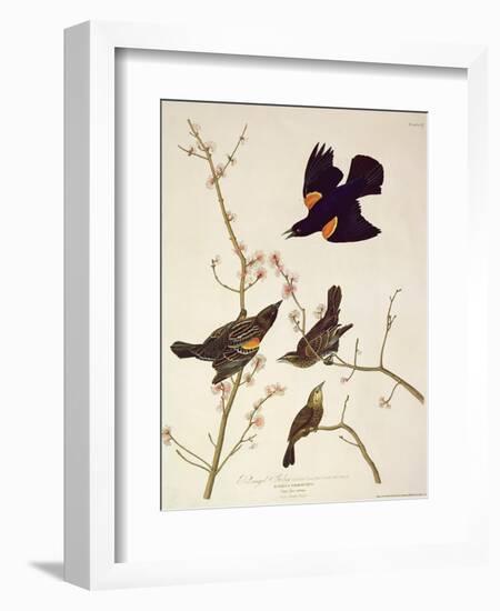 Red-Winged Starling, from 'Birds of America', Engraved by Robert Havell (1793-1878) Published 1820-John James Audubon-Framed Giclee Print