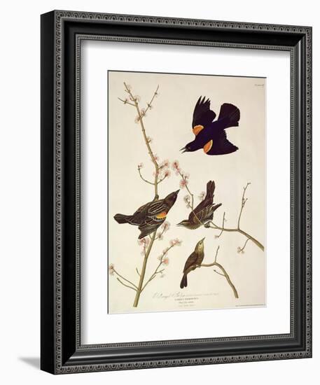 Red-Winged Starling, from 'Birds of America', Engraved by Robert Havell (1793-1878) Published 1820-John James Audubon-Framed Giclee Print