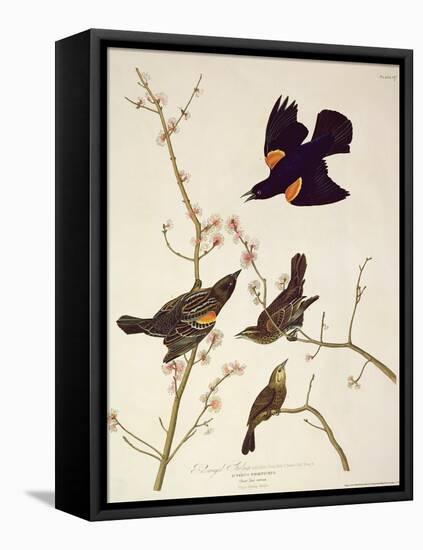 Red-Winged Starling, from 'Birds of America', Engraved by Robert Havell (1793-1878) Published 1820-John James Audubon-Framed Premier Image Canvas