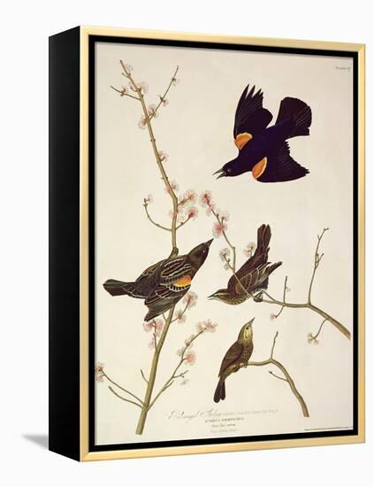 Red-Winged Starling, from 'Birds of America', Engraved by Robert Havell (1793-1878) Published 1820-John James Audubon-Framed Premier Image Canvas