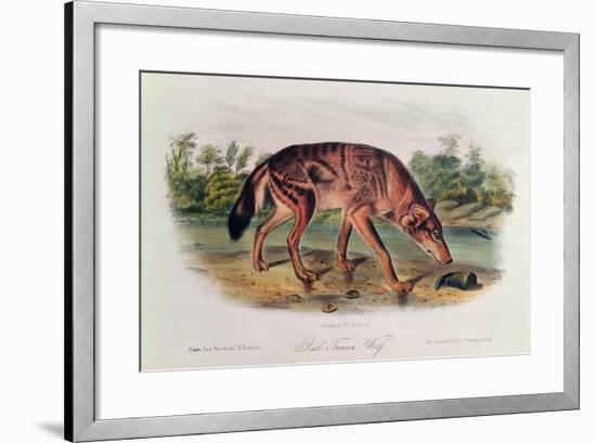 Red Wolf from 'Quadrupeds of North America', 1842-45-John Woodhouse Audubon-Framed Giclee Print