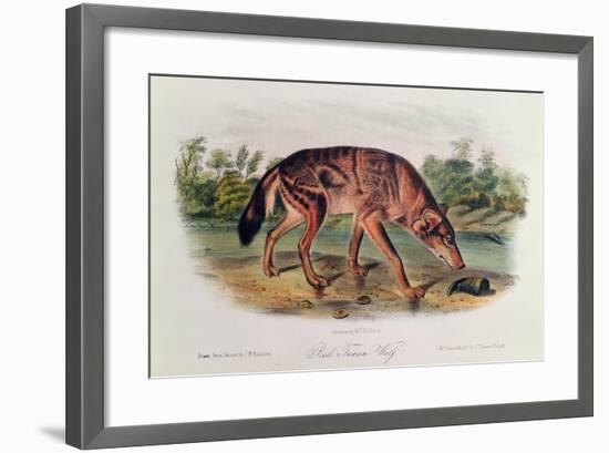 Red Wolf from 'Quadrupeds of North America', 1842-45-John Woodhouse Audubon-Framed Giclee Print