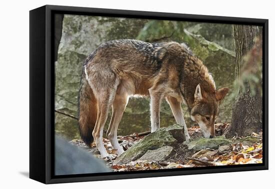 Red Wolf-Gary Carter-Framed Premier Image Canvas