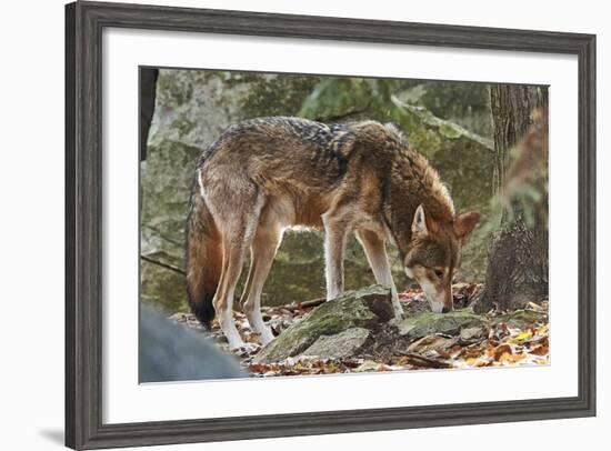 Red Wolf-Gary Carter-Framed Photographic Print