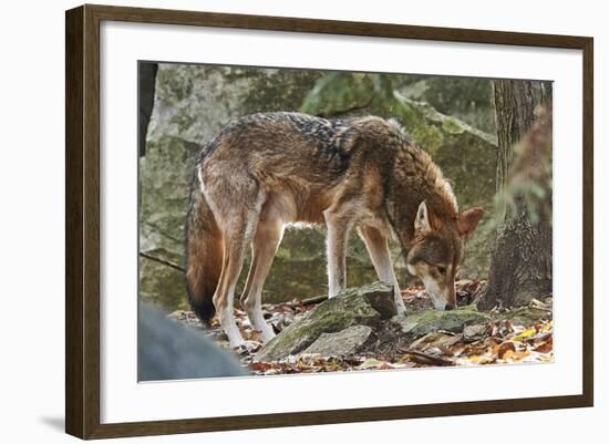 Red Wolf-Gary Carter-Framed Photographic Print