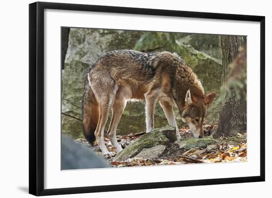 Red Wolf-Gary Carter-Framed Photographic Print