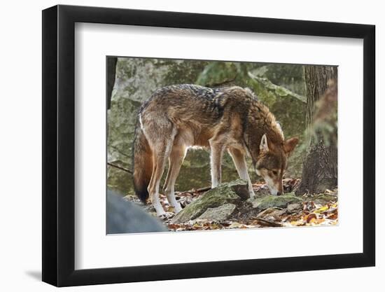 Red Wolf-Gary Carter-Framed Photographic Print