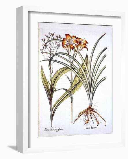 Red-Yellow Day Lily and Groundsel, from 'Hortus Eystettensis', by Basil Besler (1561-1629), Pub. 16-German School-Framed Giclee Print