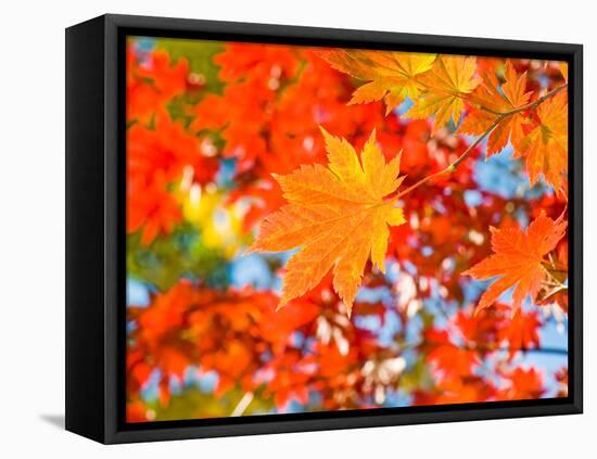 Red Yellow Fall Maple Leafs Illuminated by Sun Natural Background-tupikov-Framed Premier Image Canvas