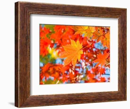 Red Yellow Fall Maple Leafs Illuminated by Sun Natural Background-tupikov-Framed Photographic Print