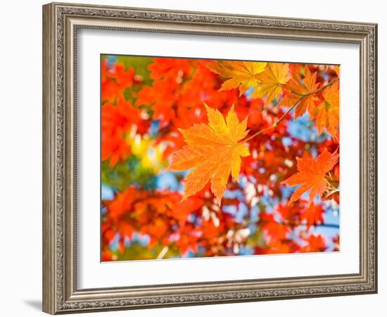 Red Yellow Fall Maple Leafs Illuminated by Sun Natural Background-tupikov-Framed Photographic Print