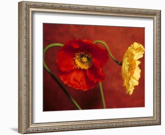 Red & Yellow Iceland Poppies (Papaver Nudicaule, Ornamental)-null-Framed Photographic Print