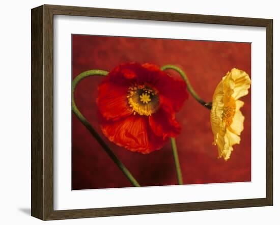 Red & Yellow Iceland Poppies (Papaver Nudicaule, Ornamental)-null-Framed Photographic Print