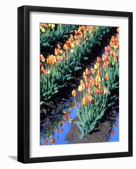 Red-Yellow Tulips, Washington, USA-William Sutton-Framed Photographic Print
