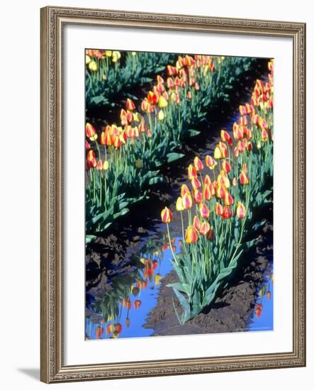 Red-Yellow Tulips, Washington, USA-William Sutton-Framed Photographic Print