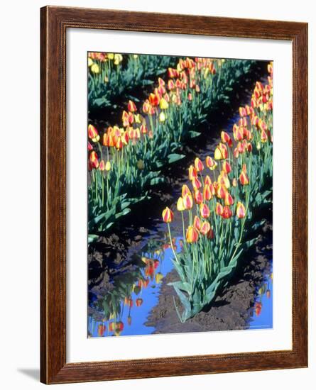 Red-Yellow Tulips, Washington, USA-William Sutton-Framed Photographic Print
