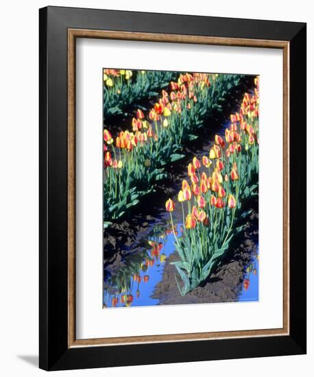 Red-Yellow Tulips, Washington, USA-William Sutton-Framed Photographic Print