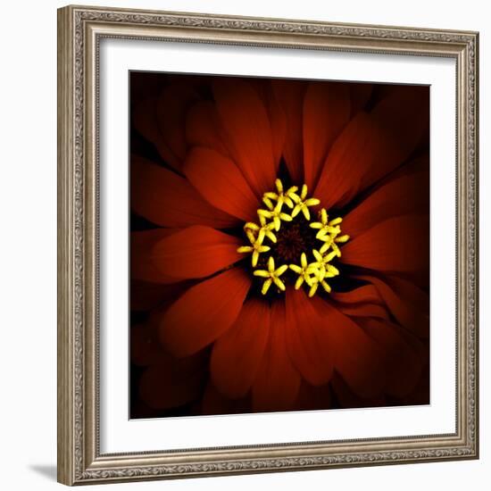 Red Zinnia-Ike Leahy-Framed Photographic Print