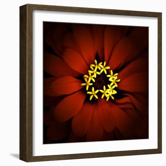 Red Zinnia-Ike Leahy-Framed Photographic Print