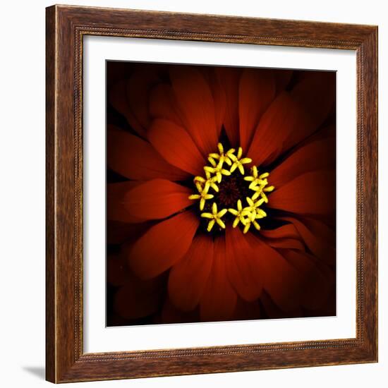 Red Zinnia-Ike Leahy-Framed Photographic Print