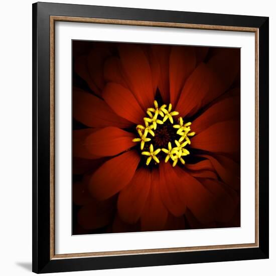 Red Zinnia-Ike Leahy-Framed Photographic Print