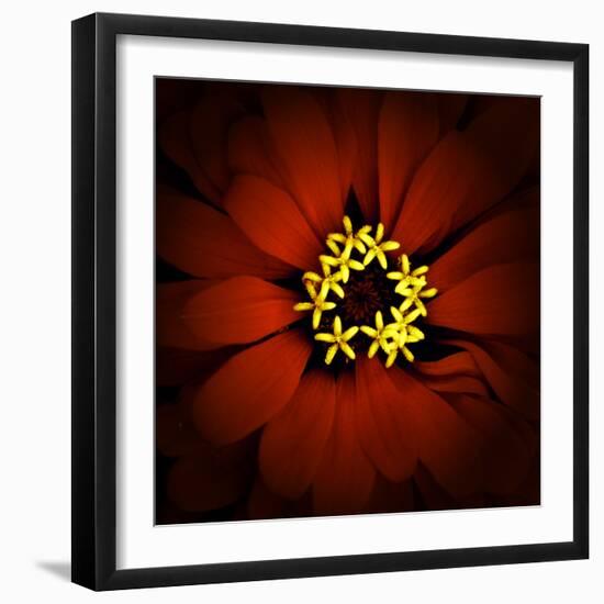 Red Zinnia-Ike Leahy-Framed Photographic Print