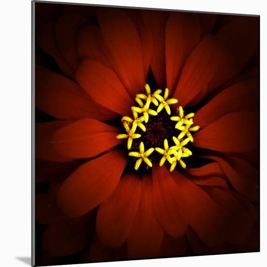 Red Zinnia-Ike Leahy-Mounted Photographic Print