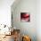 Red-Ursula Abresch-Photographic Print displayed on a wall