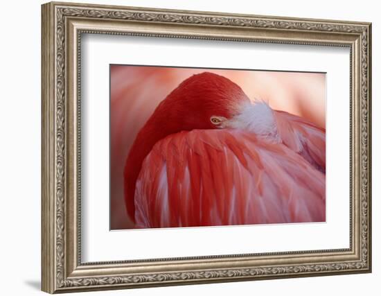 RED-Antje Wenner-Braun-Framed Photographic Print