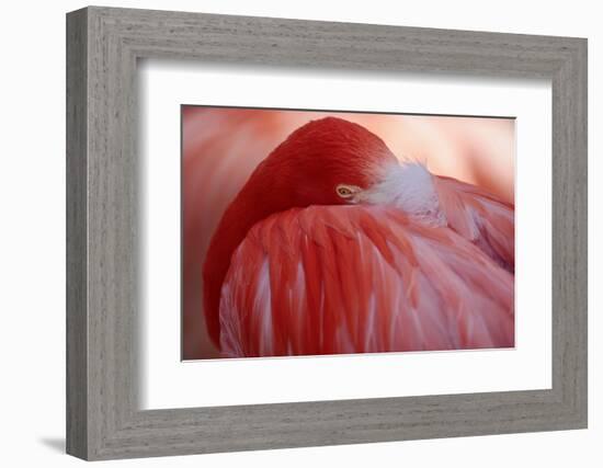 RED-Antje Wenner-Braun-Framed Photographic Print