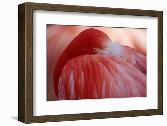 RED-Antje Wenner-Braun-Framed Photographic Print